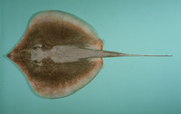 Himantura imbricata, Scaly whipray: fisheries