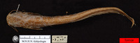 Pterocryptis cochinchinensis, : fisheries