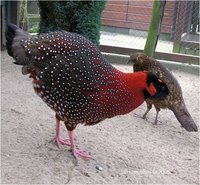 Satyr Tragopan Tragopan satyra