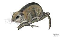 Image of: Glirulus japonicus (Japanese dormouse)