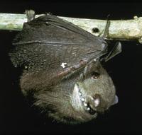 Image of: Haplonycteris fischeri (Philippine pygmy fruit bat)