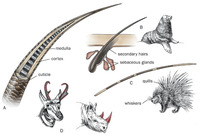 Image of: Mammalia (mammals)