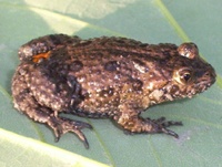 Bombina bombina - Fire-Bellied Toad