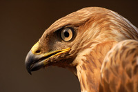 Buteo rufinus - Long-legged Buzzard