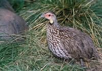 Francolinus leucoscepus - Yellow-necked Spurfowl