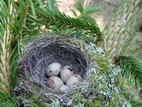 Fringilla coelebs - Common Chaffinch