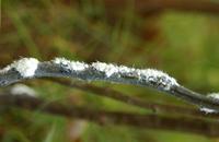 Image of: Eriosomatidae (gall-making aphids and woolly aphids)