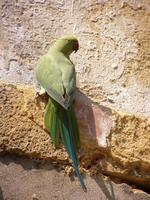 Psittacula krameri - Rose-ringed Parakeet