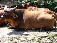 Syncerus caffer nanus - Forest Buffalo