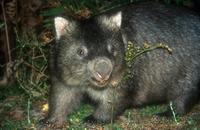 Vombatus ursinus - Common Wombat