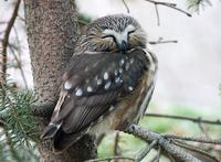 Image of: Aegolius acadicus (northern saw-whet owl)