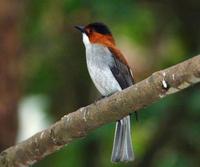 Image of: Hemixos flavala (ashy bulbul)