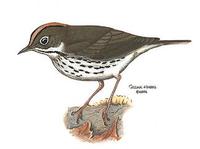 Image of: Seiurus aurocapilla (ovenbird)