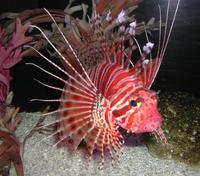 Image of: Pterois radiata