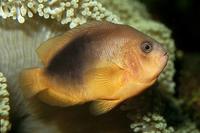 Amphiprion ephippium - Red Saddleback Anemonefish