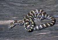Image of: Lampropeltis triangulum (milk snake)