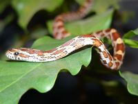 Pantherophis guttatus