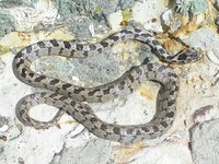 Telescopus fallax - European Cat Snake