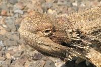 Pogona barbata - Inland Bearded Dragon