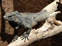 Cyclura cornuta - Horned Ground Iguana