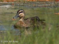 Pacific Black Duck - Anas superciliosa