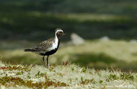 European Golden Plover - Pluvialis apricaria