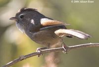 Spectacled Fulvetta - Alcippe ruficapilla