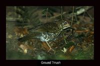 Ground Thrush