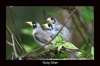 Noisy Miner