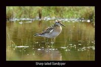 Sharp tailed Sandpiper