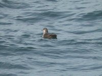 Black-vented Shearwater - Puffinus opisthomelas
