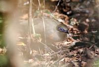 Coquerel's Coua (Coua coquereli) photo