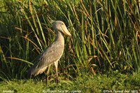 Shoebill - Balaeniceps rex