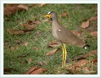 Wattled Lapwing - Vanellus senegallus
