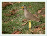 Wattled Lapwing - Vanellus senegallus