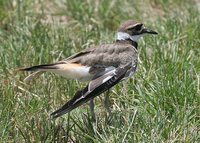 Killdeer - Charadrius vociferus