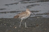 Eurasian Curlew - Numenius arquata