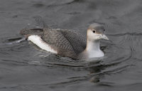 Arctic Loon (Gavia arctica) photo