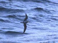 Cook's Petrel (Pterodroma cookii) photo