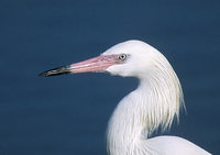 Reddish Egret (Egretta rufescens) photo