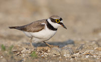 Little Ringed Plover (Charadrius dubius) photo