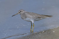 Gray-tailed Tattler (Heteroscelus brevipes) photo