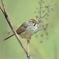 Rufous-crowned Sparrow (Aimophila ruficeps) photo