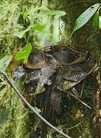 Moustached Antpitta (Grallaria alleni) photo