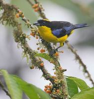 Blue-winged Mountain-Tanager (Anisognathus somptuosus) photo