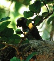 Meyer's Parrot - Poicephalus meyeri