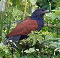 Greater Coucal - Centropus sinensis