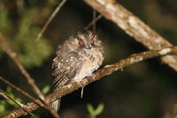 Mountain Owlet-Nightjar - Aegotheles albertisi