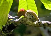 White-throated Woodpecker - Piculus leucolaemus