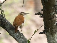 Pale-legged Hornero - Furnarius leucopus